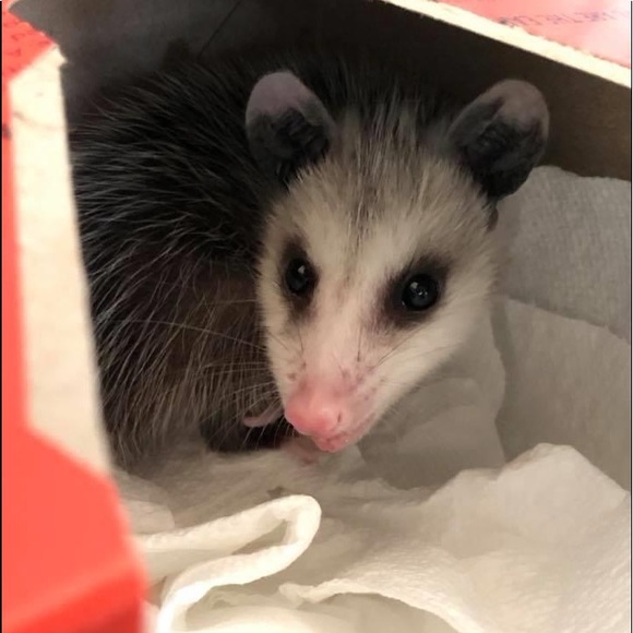 Meet your Posher, Michelle 🦇🐢🦨🦝🐿🦡🦔🐀 - Picture 16 of 16